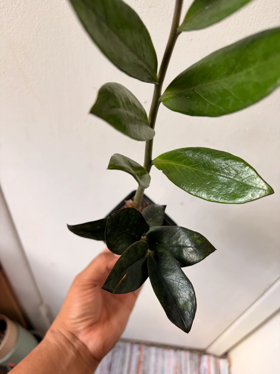 Black Raven ZZ plant