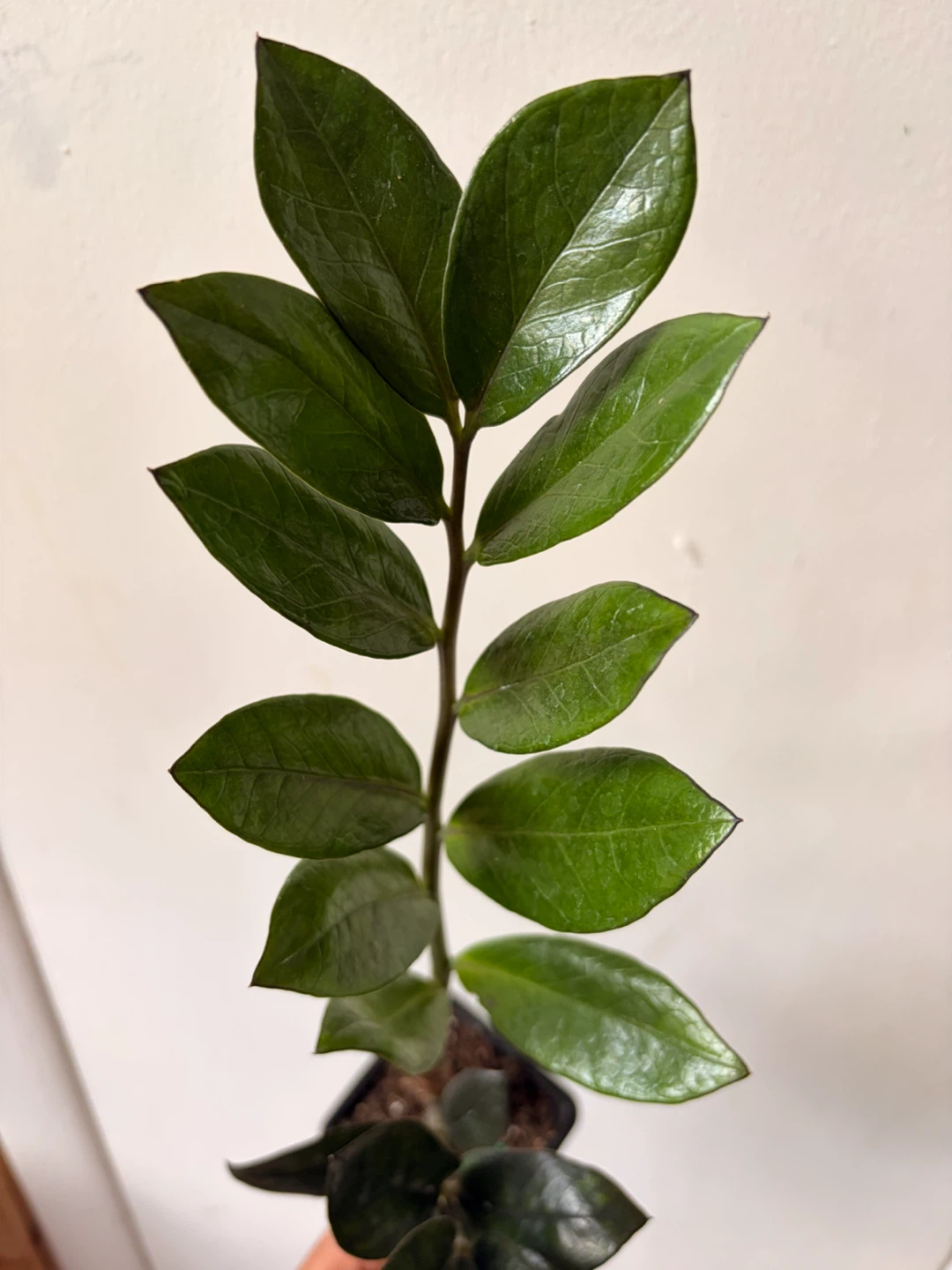 Black Raven ZZ plant - photo 2