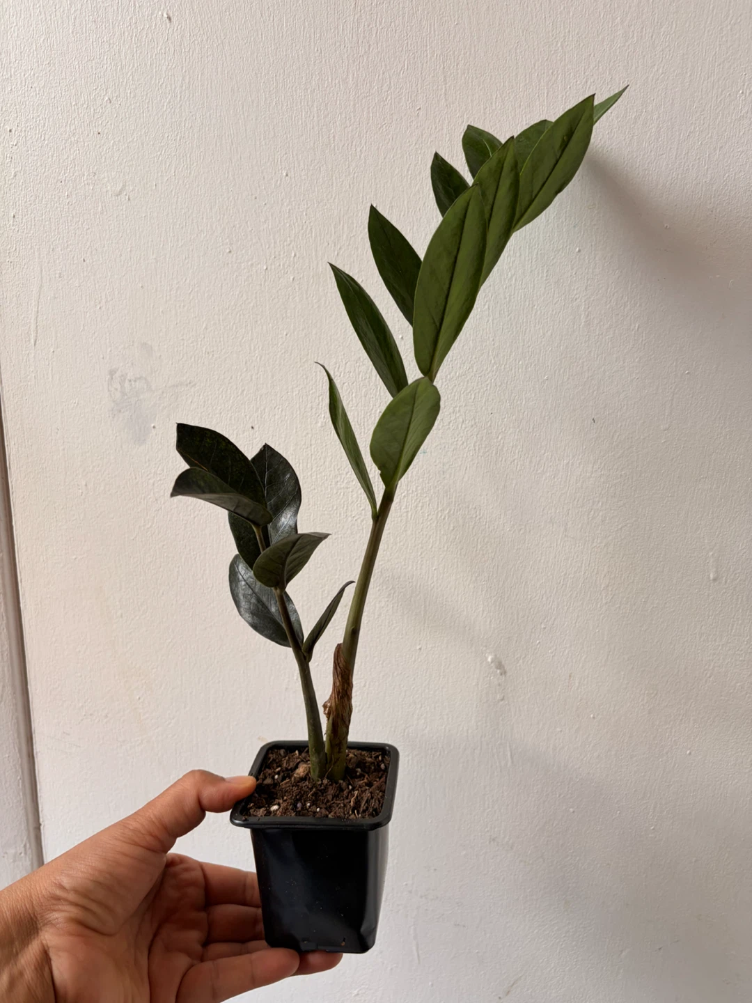 Black Raven ZZ plant - photo 3