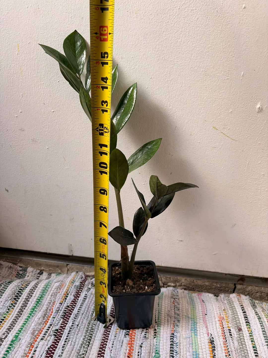 Black Raven ZZ plant - photo 4