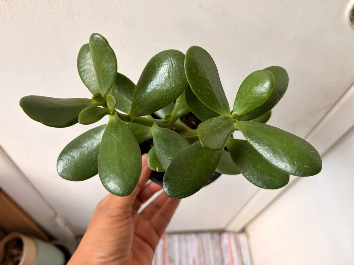 Jade plant