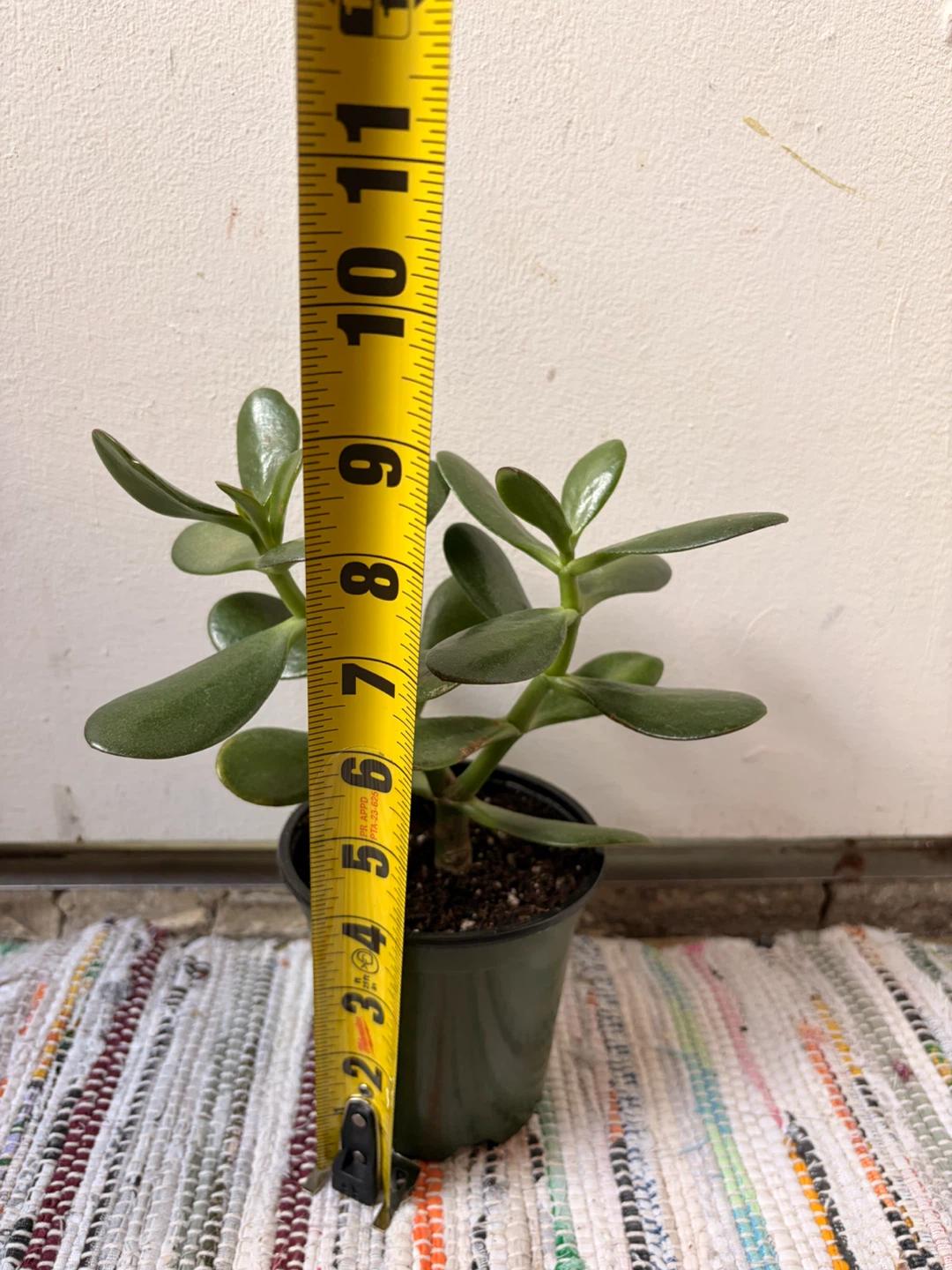Jade plant - photo 2