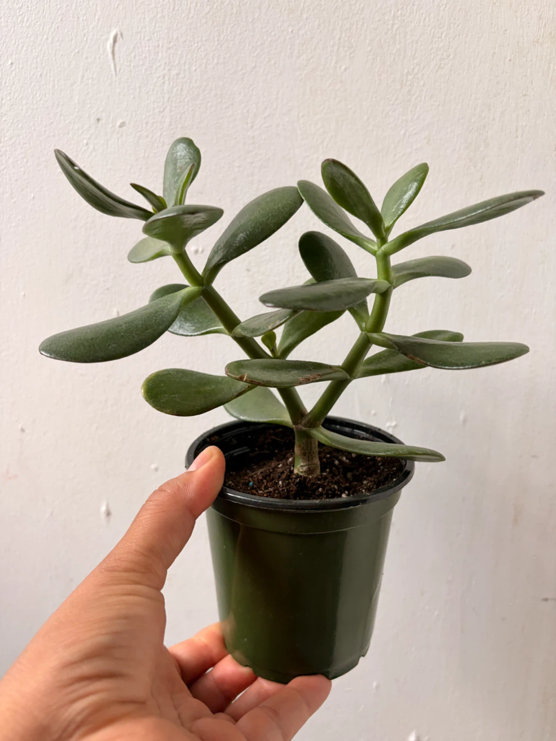 Jade plant - photo 3