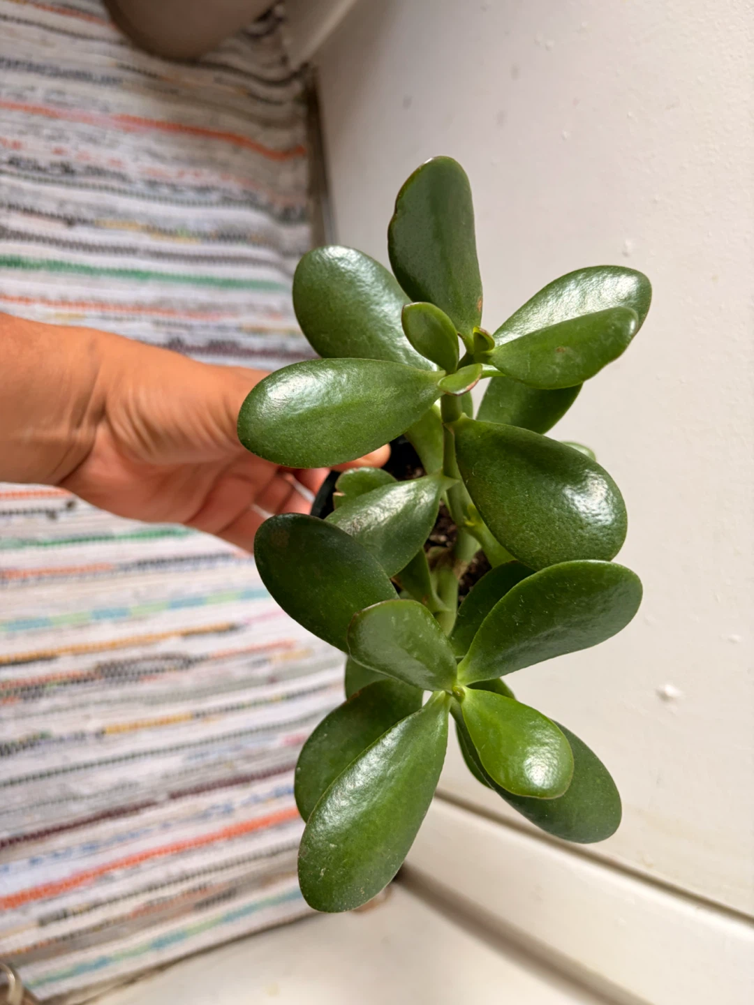 Jade plant - photo 4