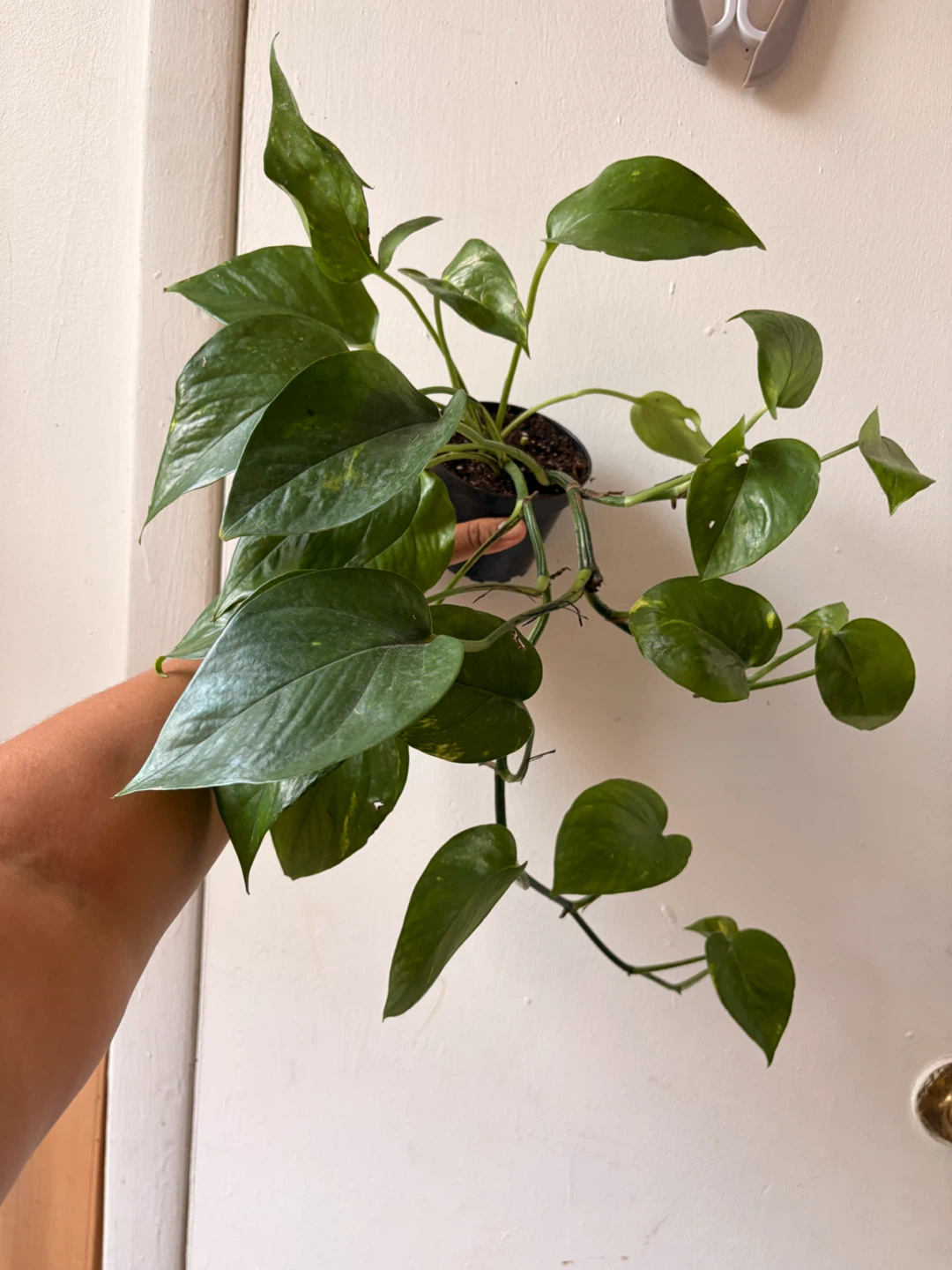 Golden pothos
