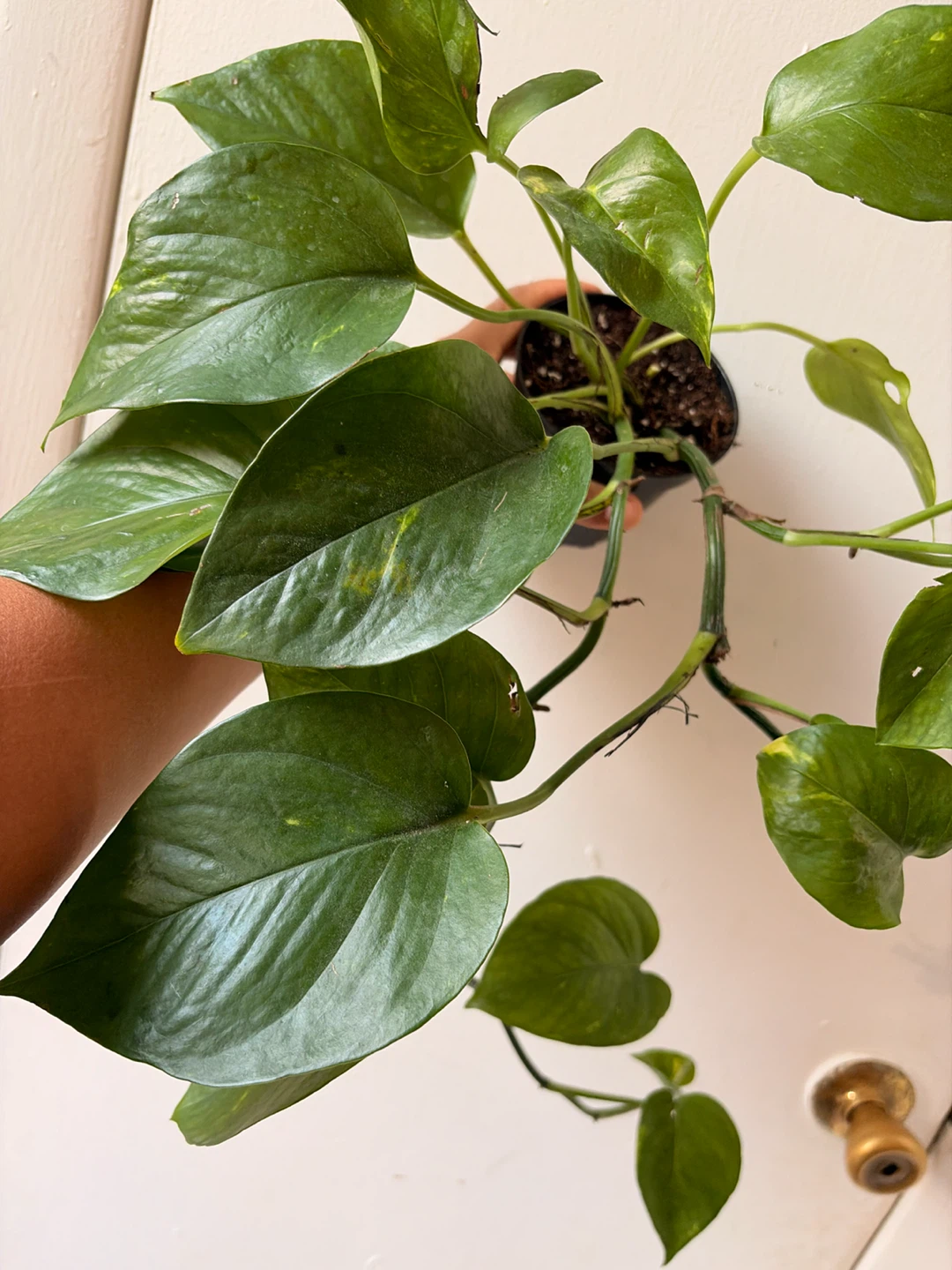 Golden pothos - photo 2