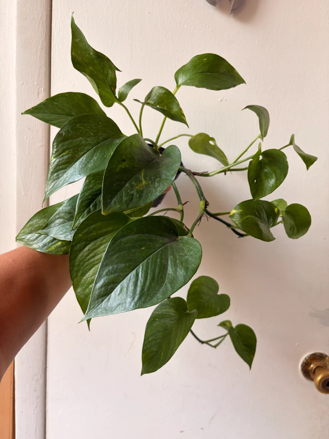 Golden pothos - photo 3
