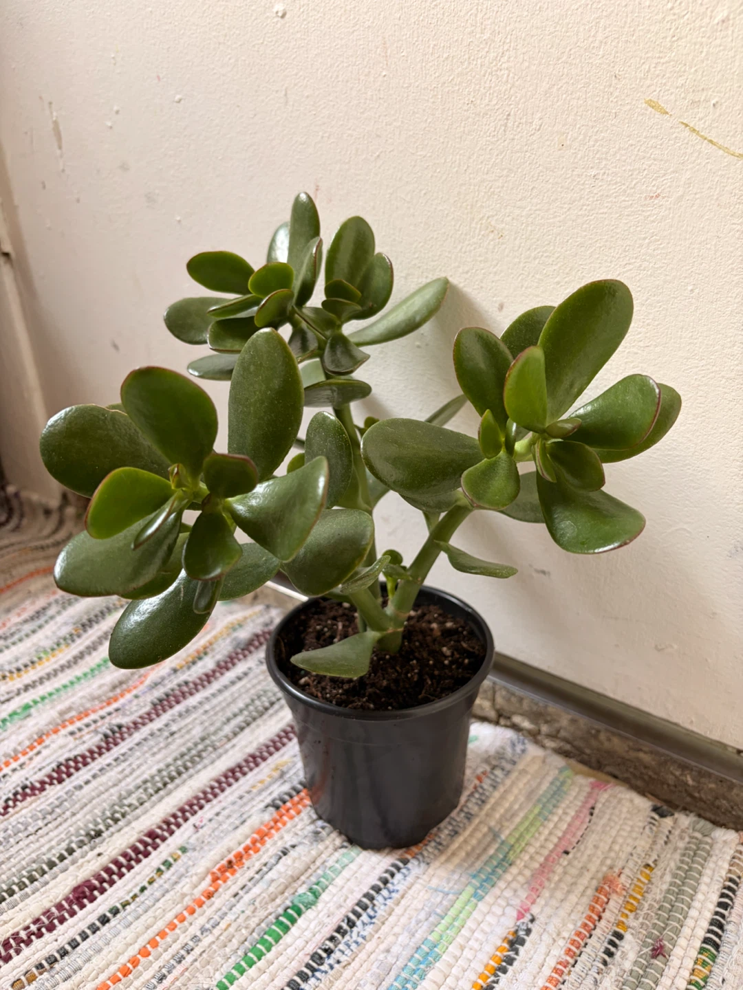 Jade plant - photo 2