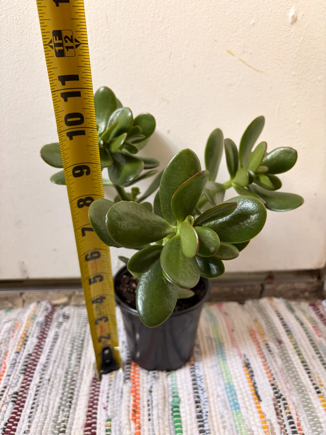 Jade plant - photo 3