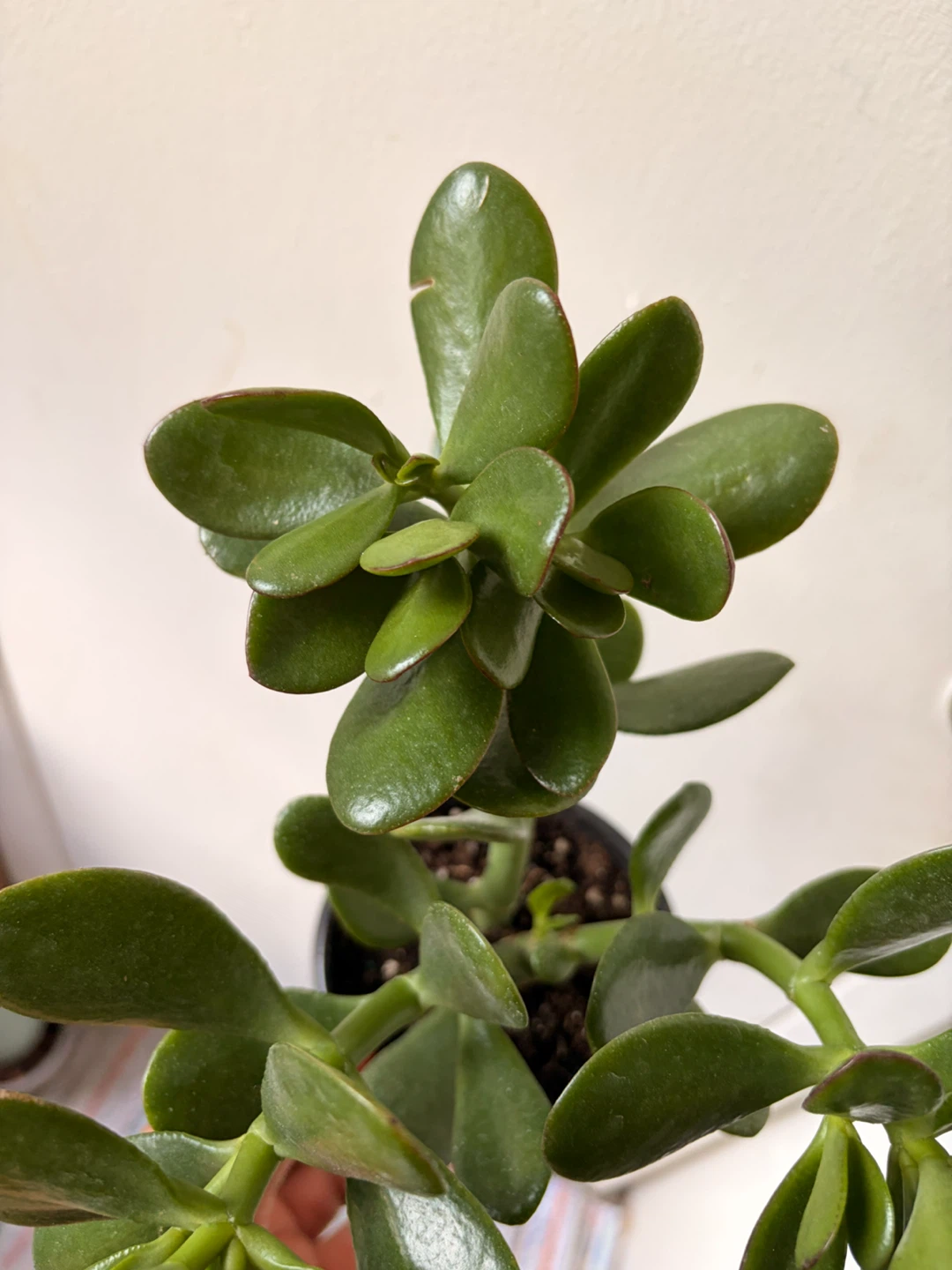 Jade plant - photo 4