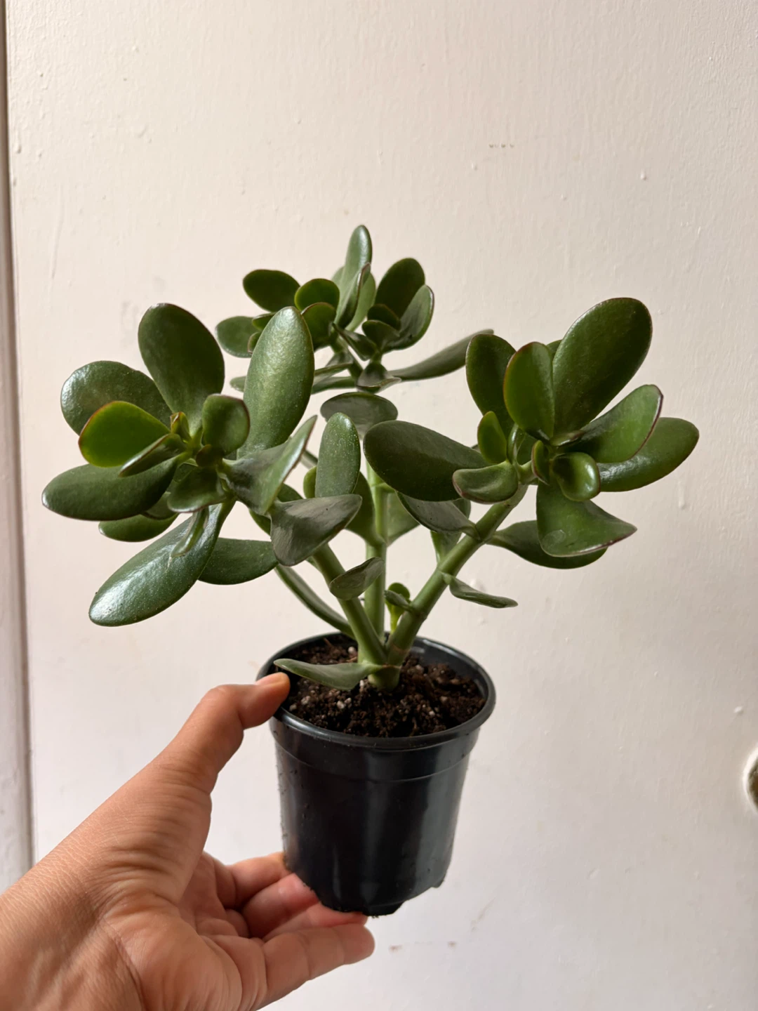 Jade plant - photo 5