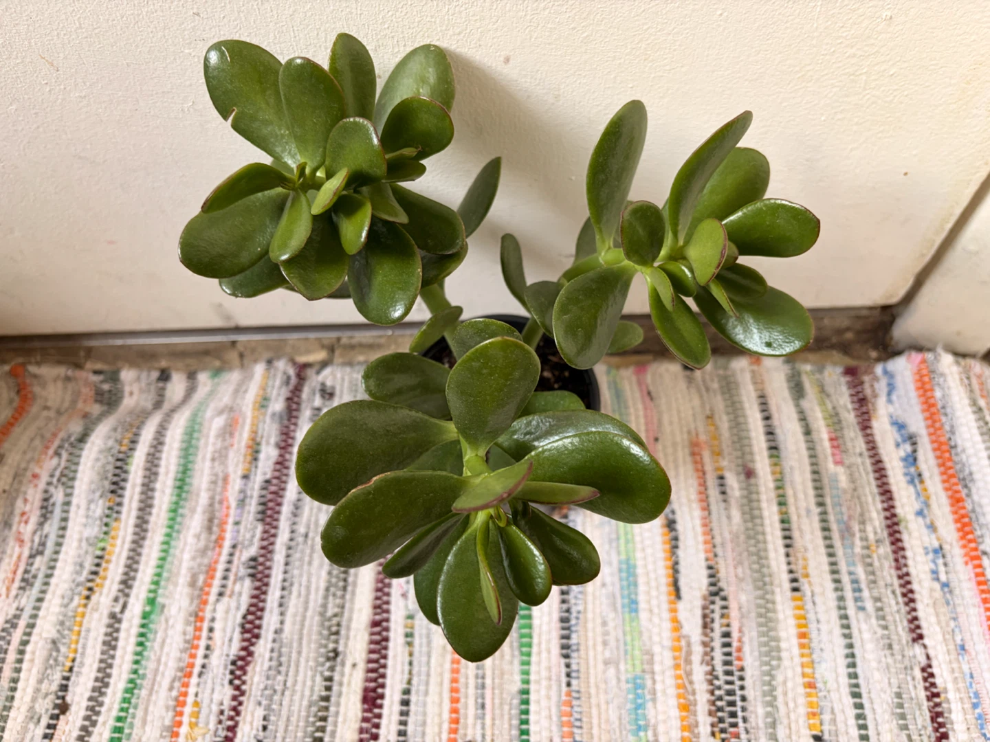 Jade plant