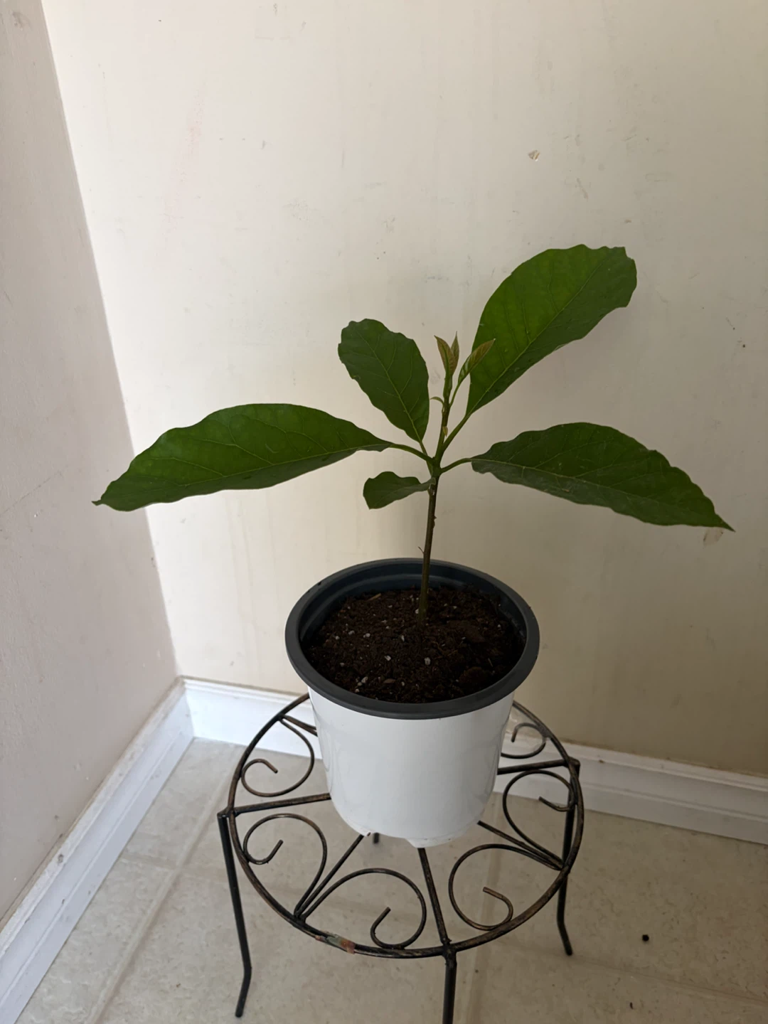 Avocado Plant in Pot