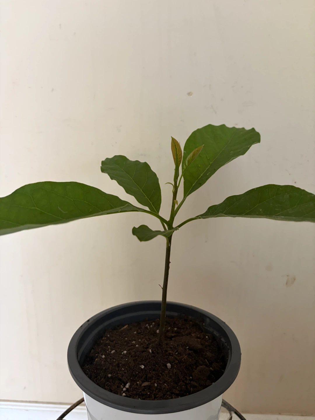 Avocado Plant in Pot - photo 2