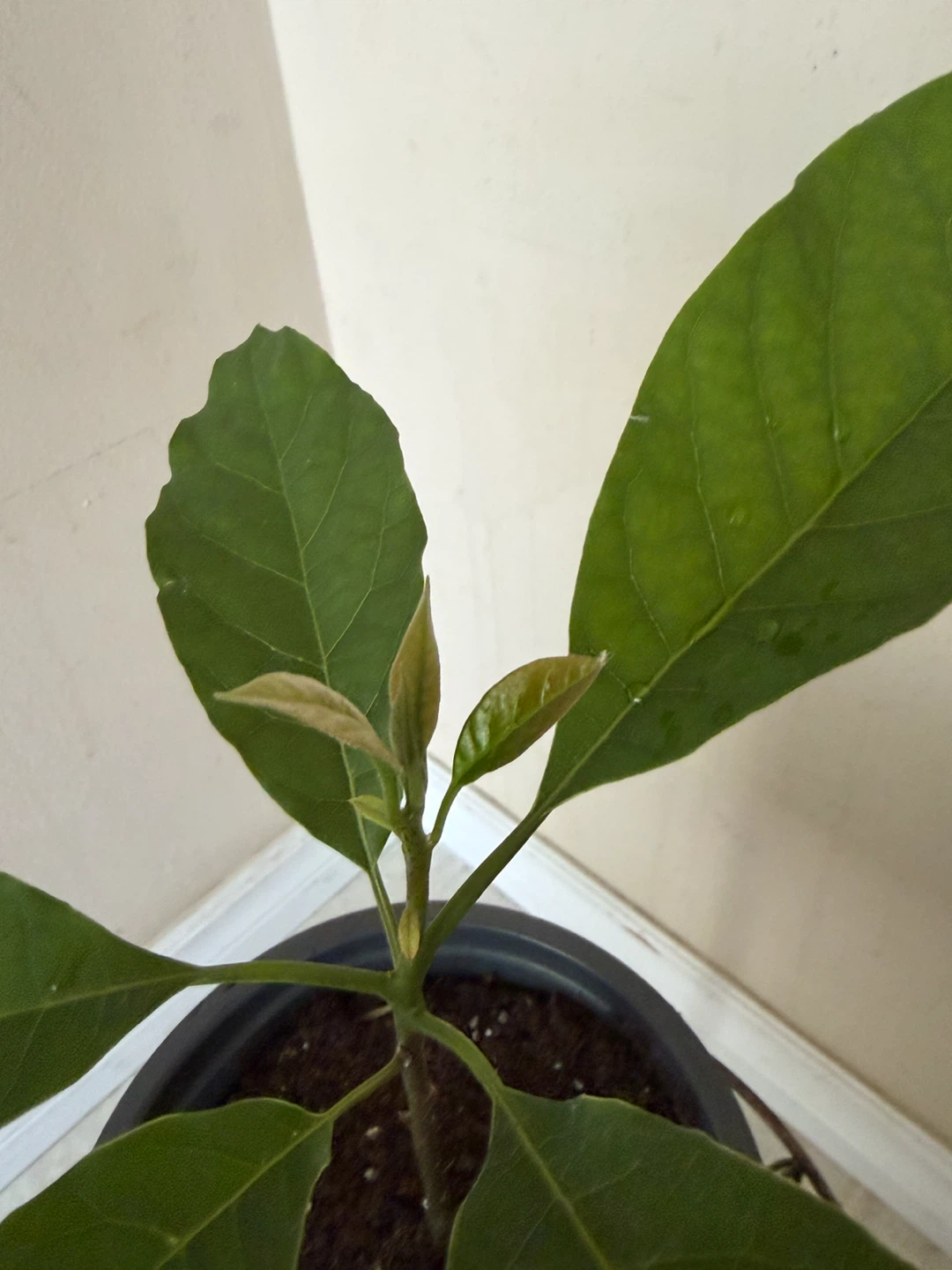 Avocado Plant in Pot - photo 3