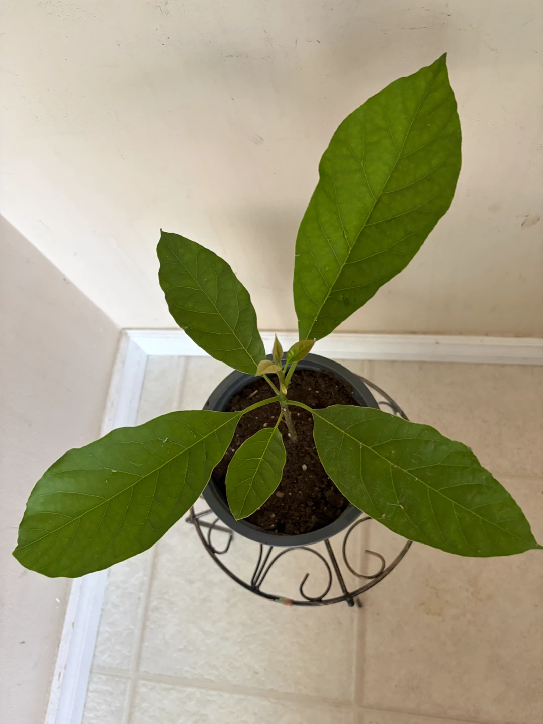 Avocado Plant in Pot - photo 4