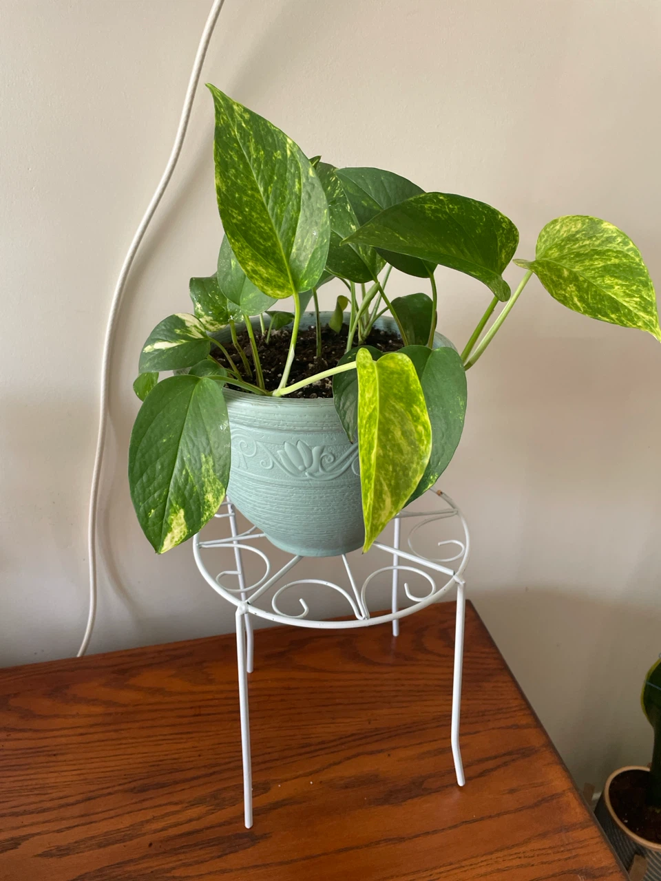 Golden Pothos Plant in Pot with Stand