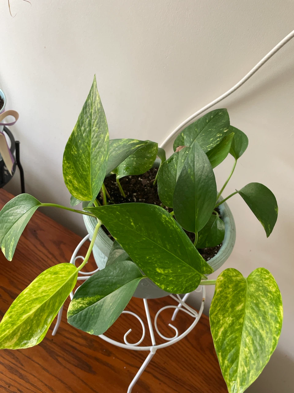 Golden Pothos Plant in Pot with Stand - photo 2