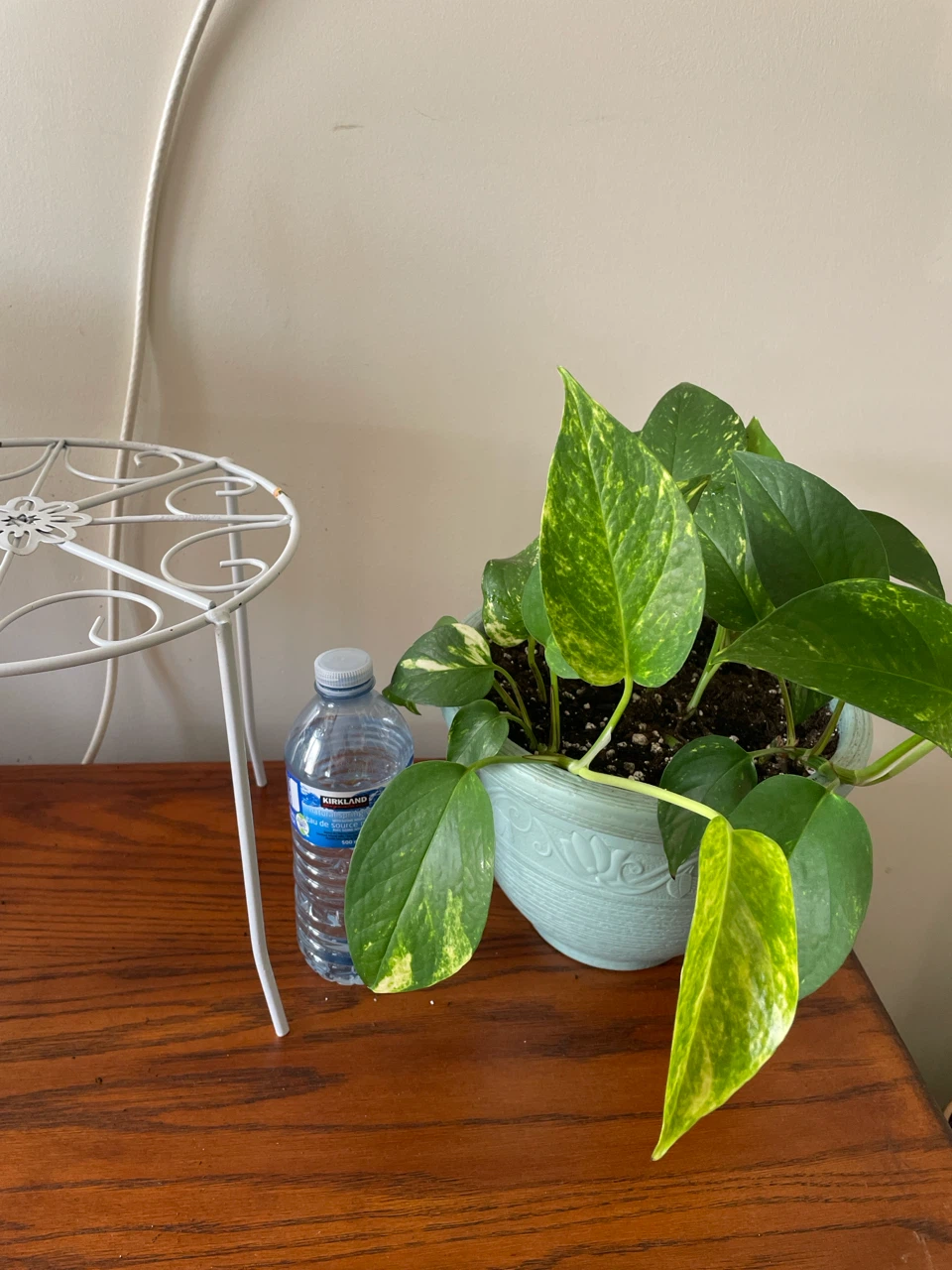 Golden Pothos Plant in Pot with Stand - photo 3