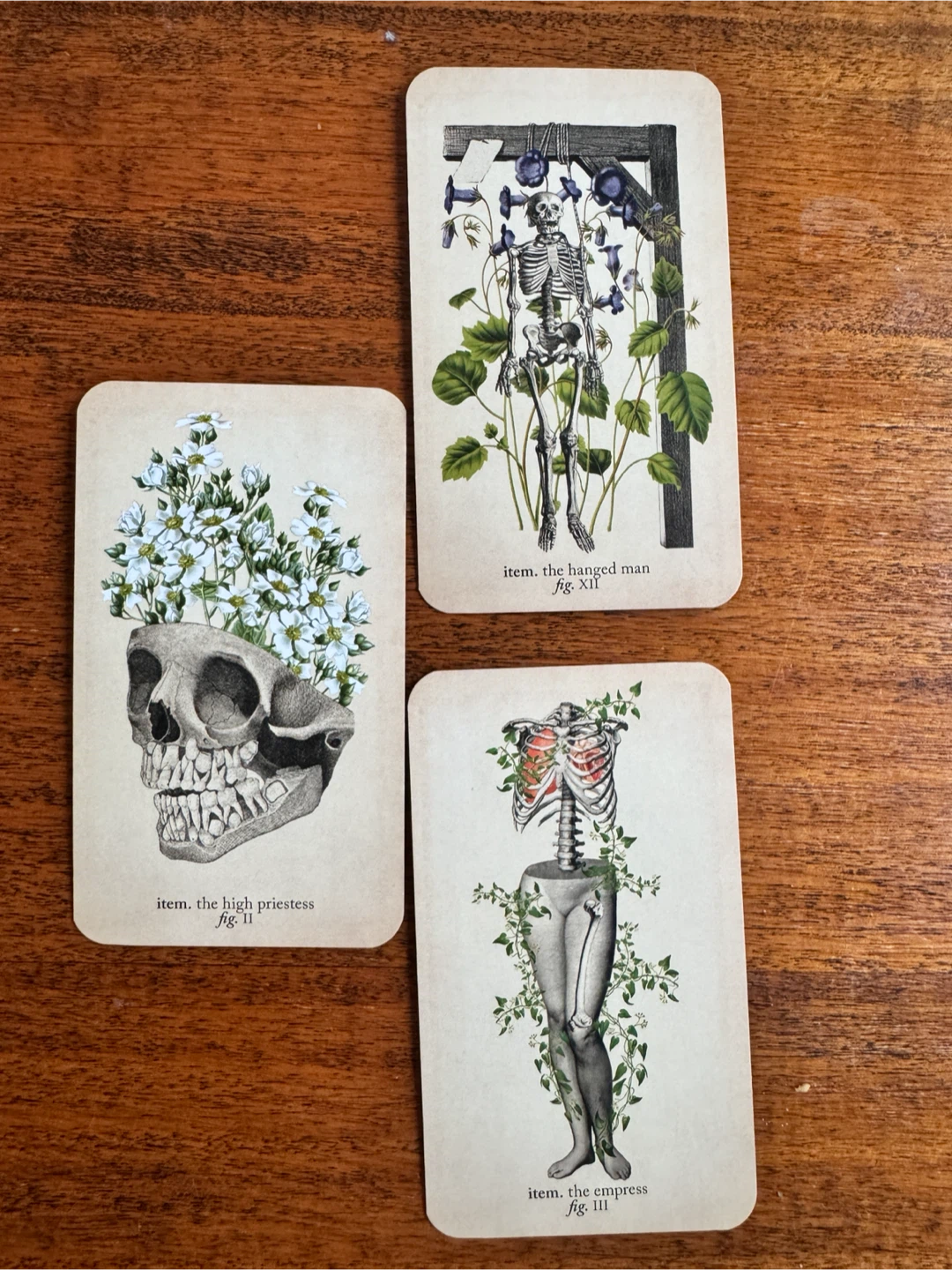 The Antique Anatomy Tarot Deck & Guidebook by Claire Goodchild - photo 4