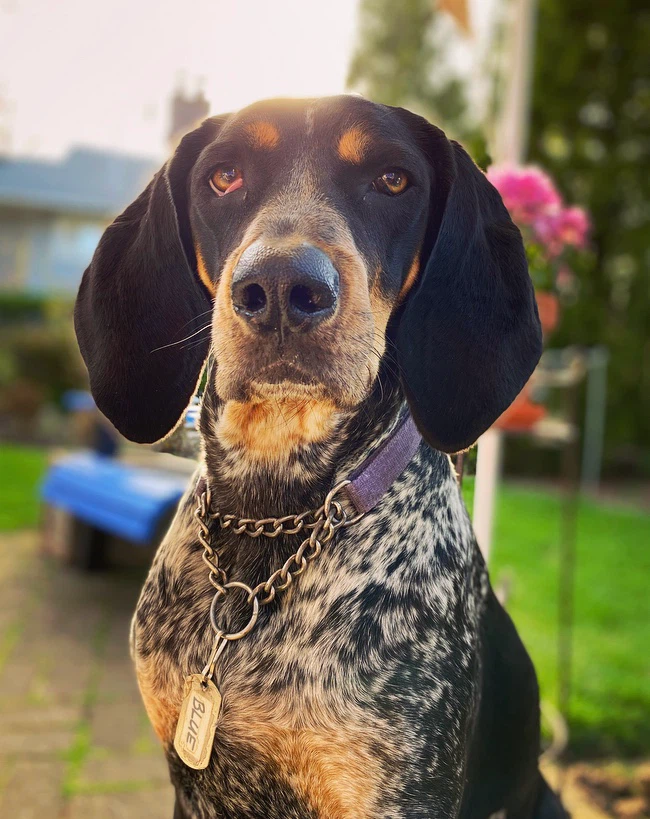 DOG WALKER IN NOTL