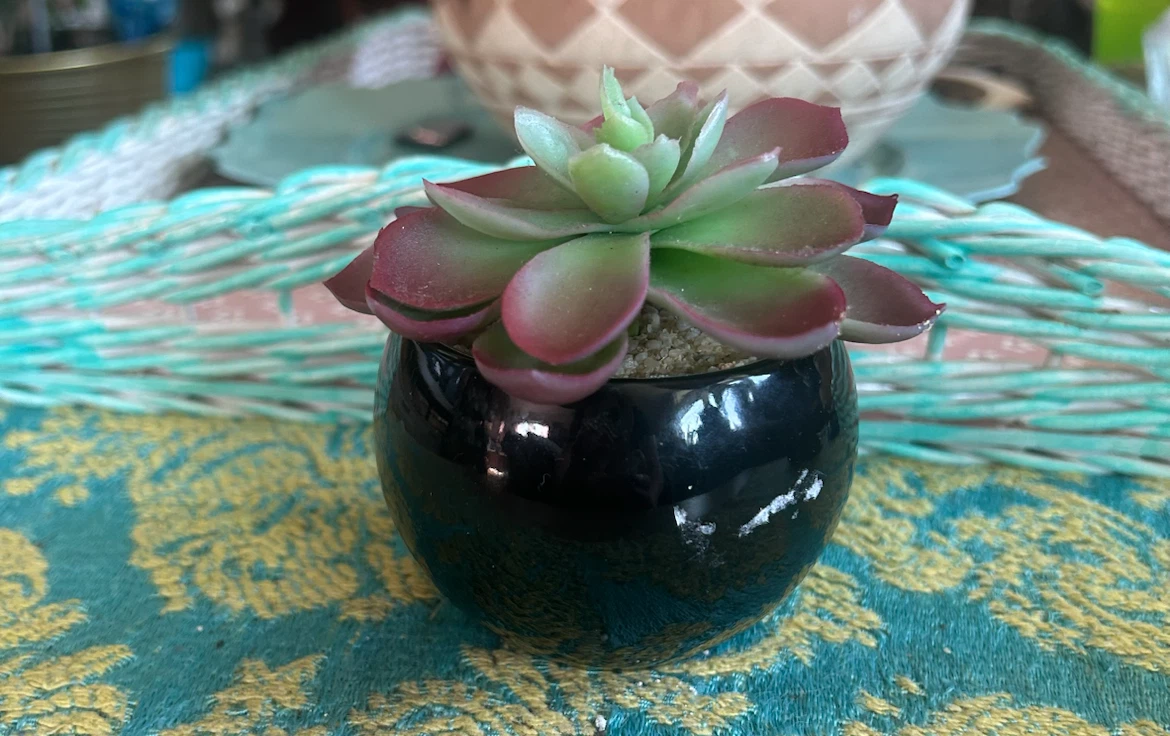 Artificial Succulent Plant in Black Pot