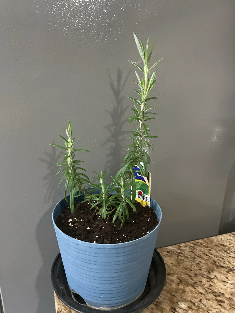Rosemary Plant in Blue Pot