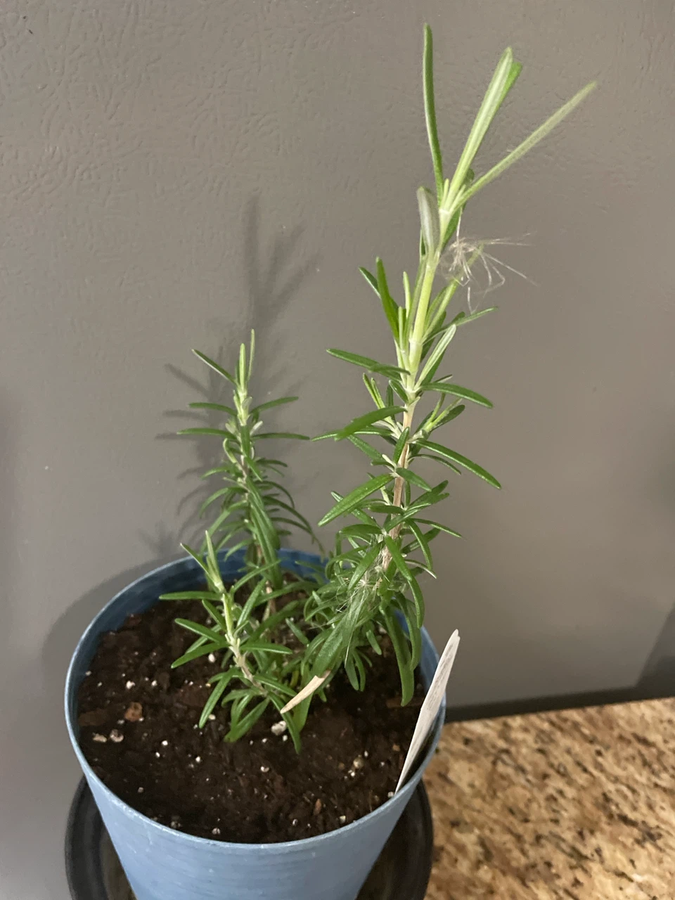 Rosemary Plant in Blue Pot - photo 2