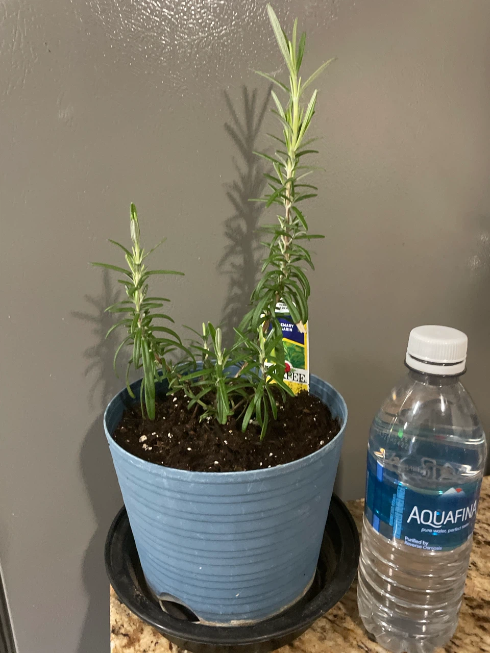 Rosemary Plant in Blue Pot - photo 3