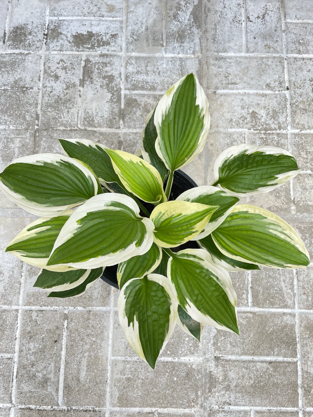 8in pot - Hosta Plant