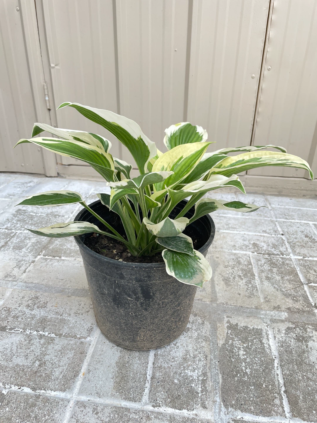 8in pot - Hosta Plant - photo 2