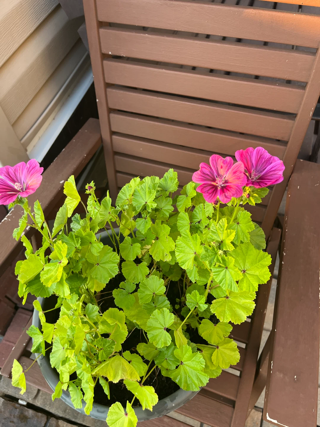 Hollyhocks ( perennial)