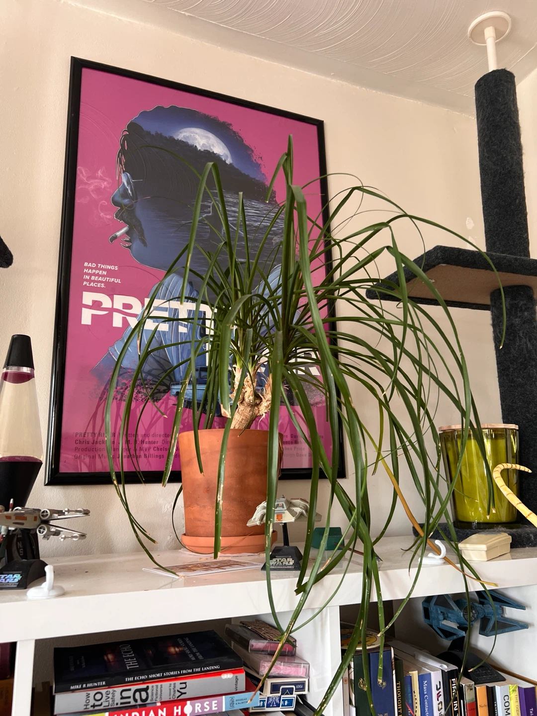 Medium sized ponytail palm