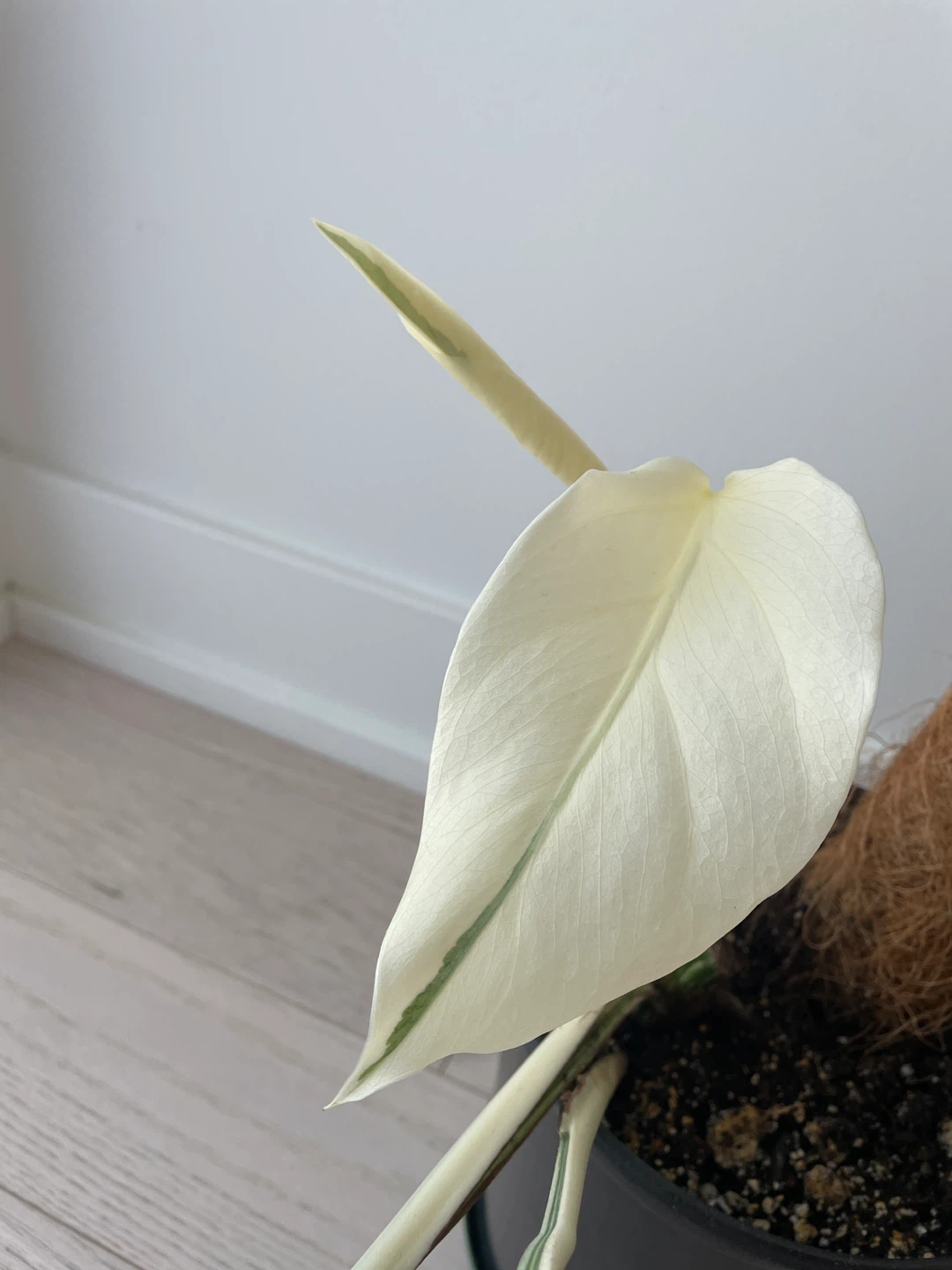 Monstera Albo Variegated Plant - photo 2