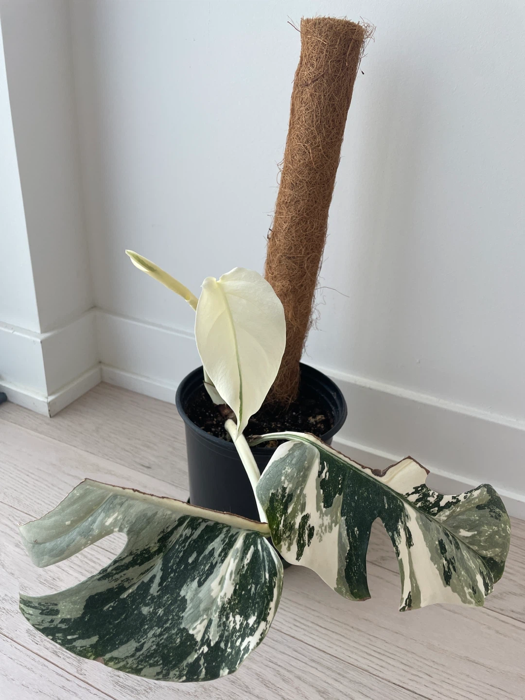 Monstera Albo Variegated Plant