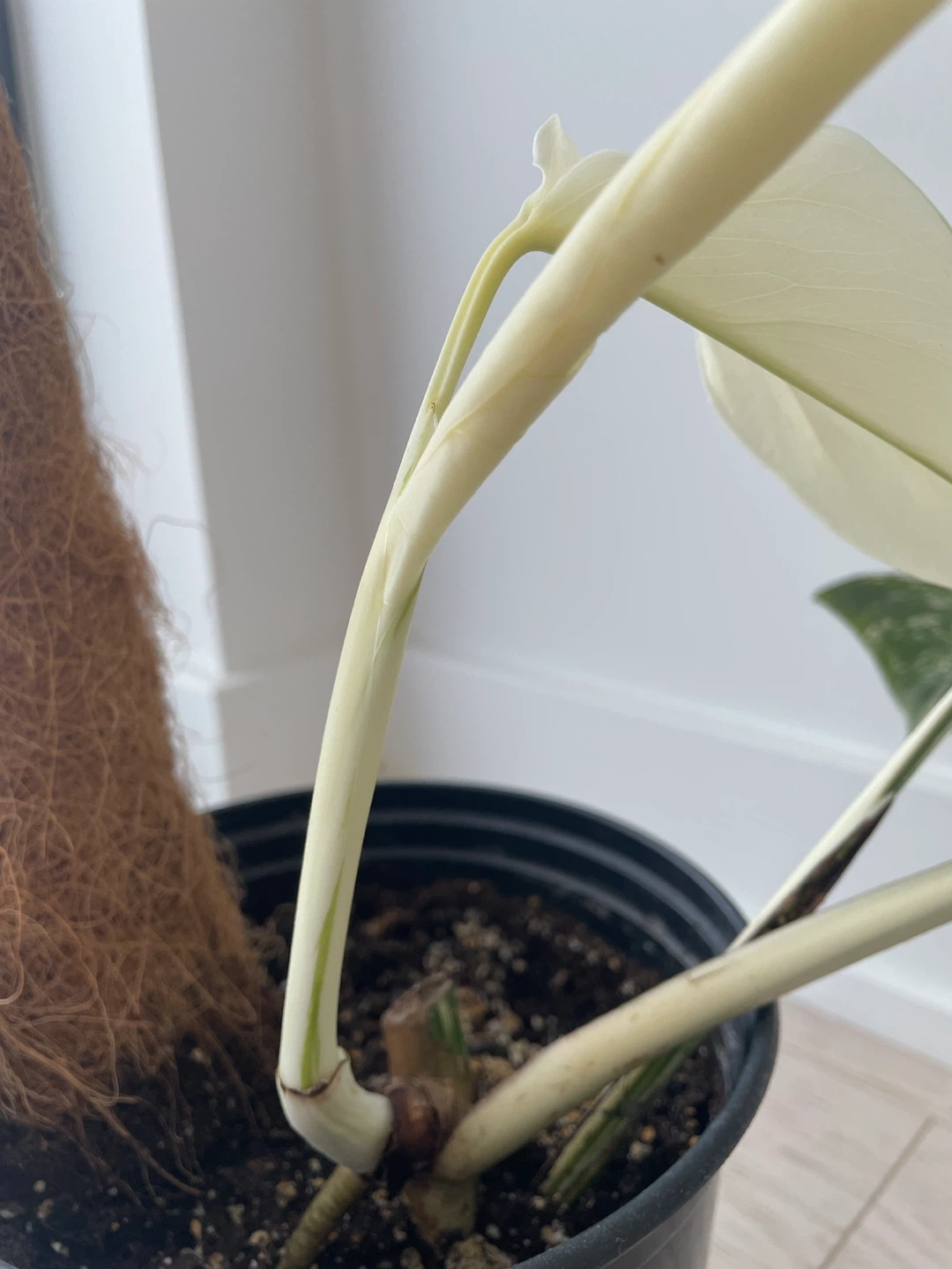 Monstera Albo Variegated Plant - photo 3