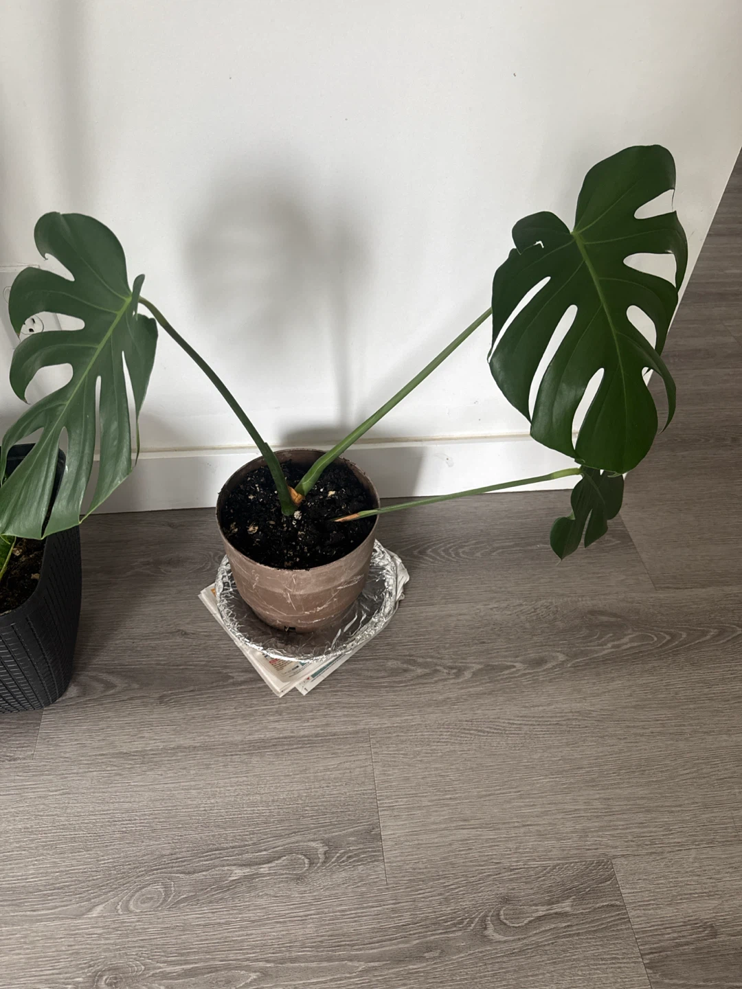 Monstera Plant