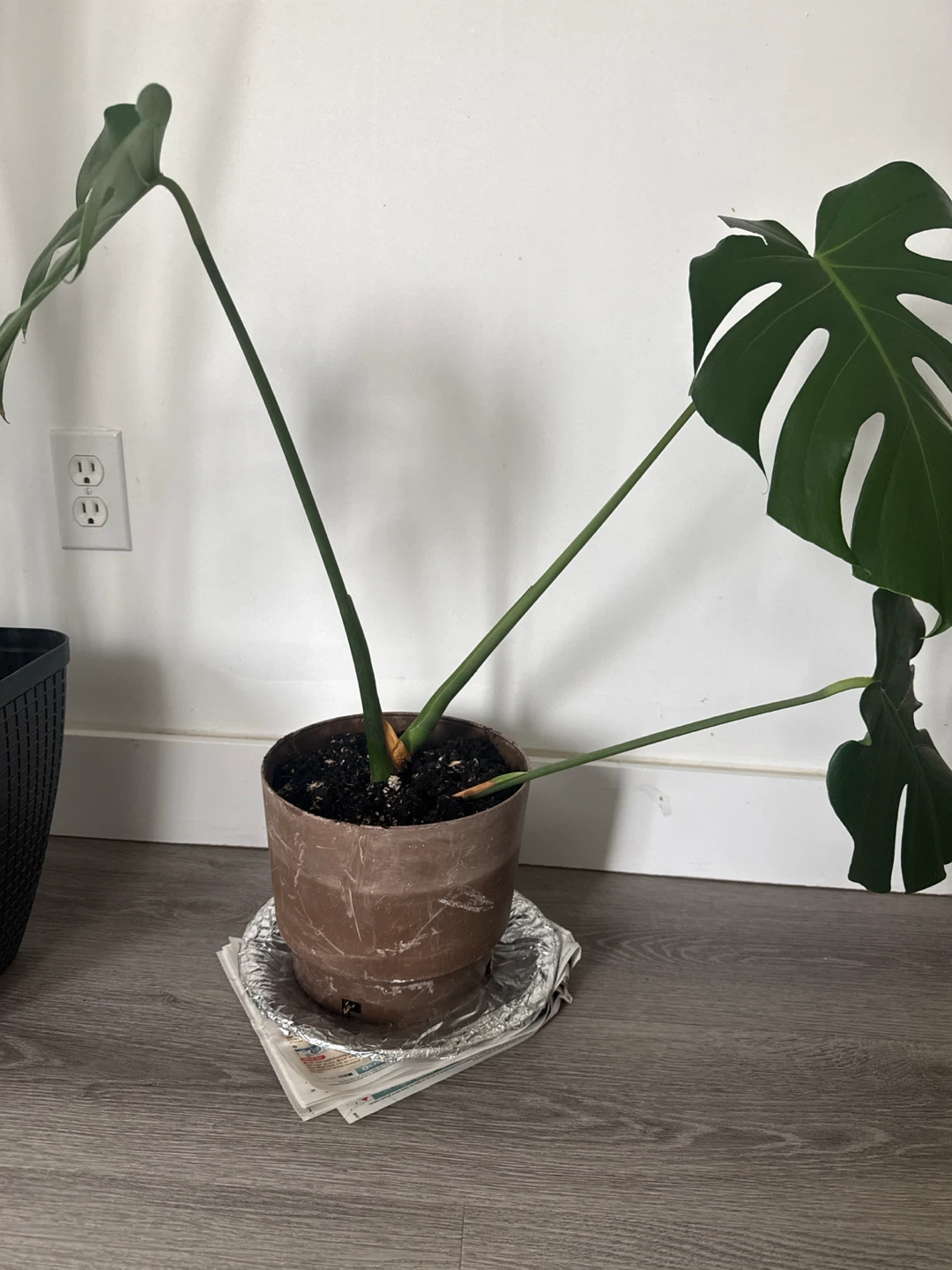 Monstera Plant - photo 2