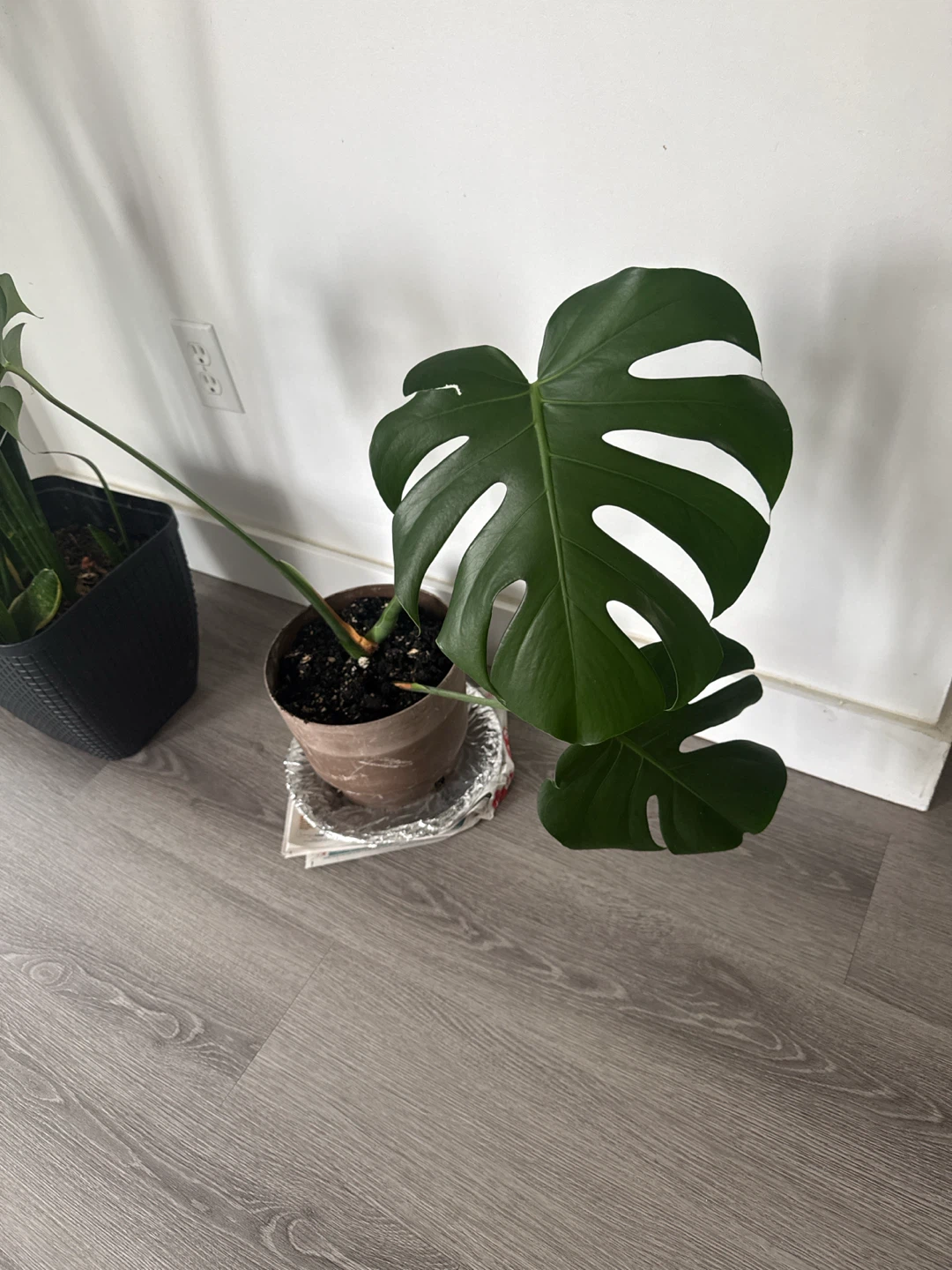 Monstera Plant - photo 3
