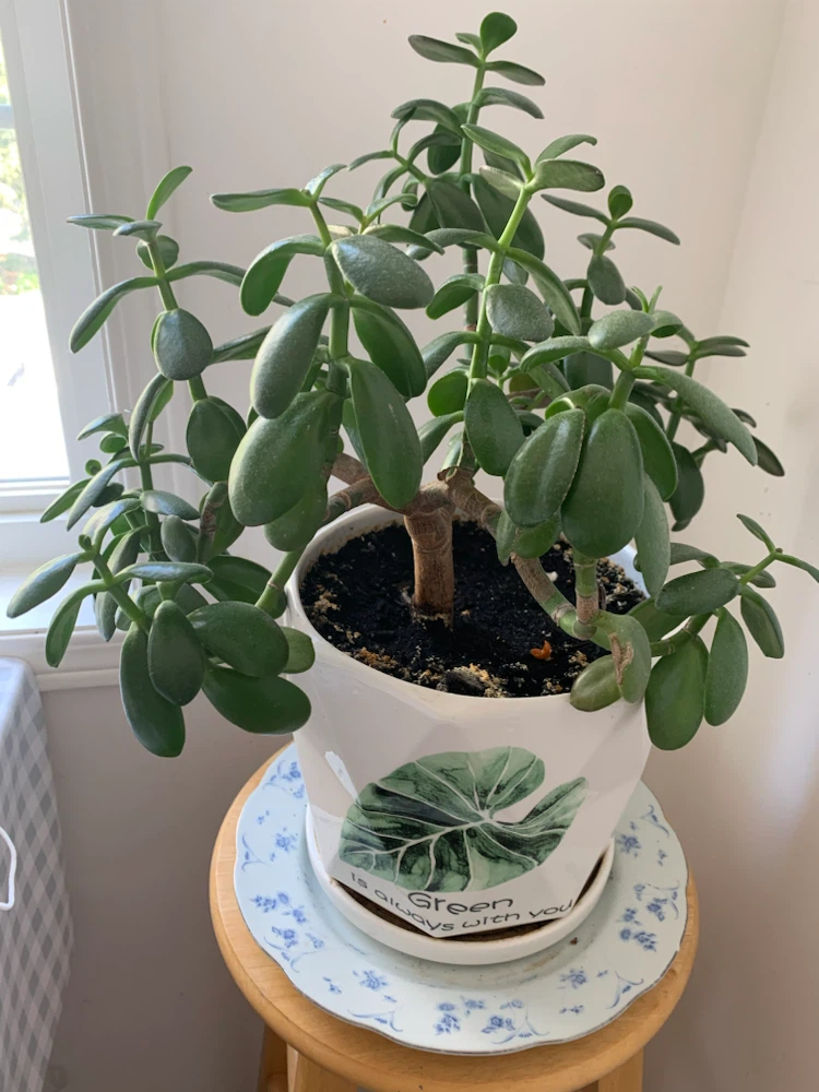 Jade Plant