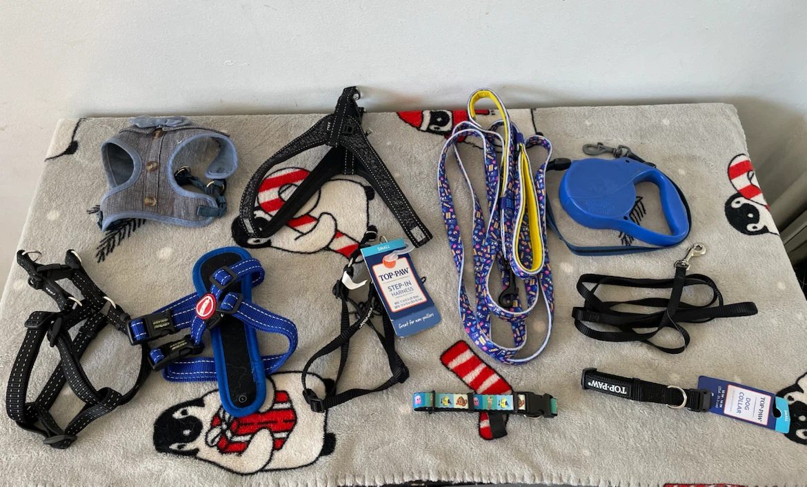 Small Dog Harnesses & Leashes Lot