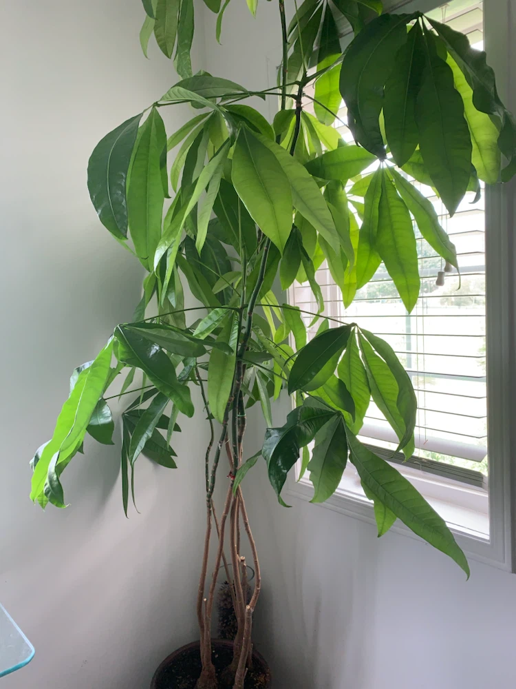 Money Tree Plant