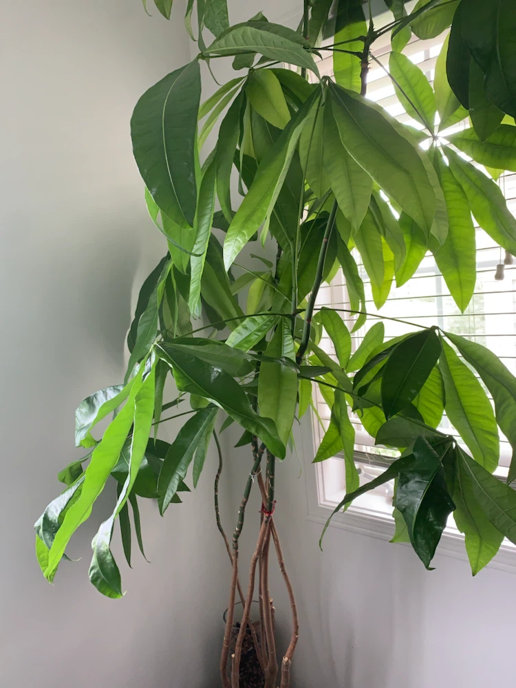 Money Tree Plant - photo 2