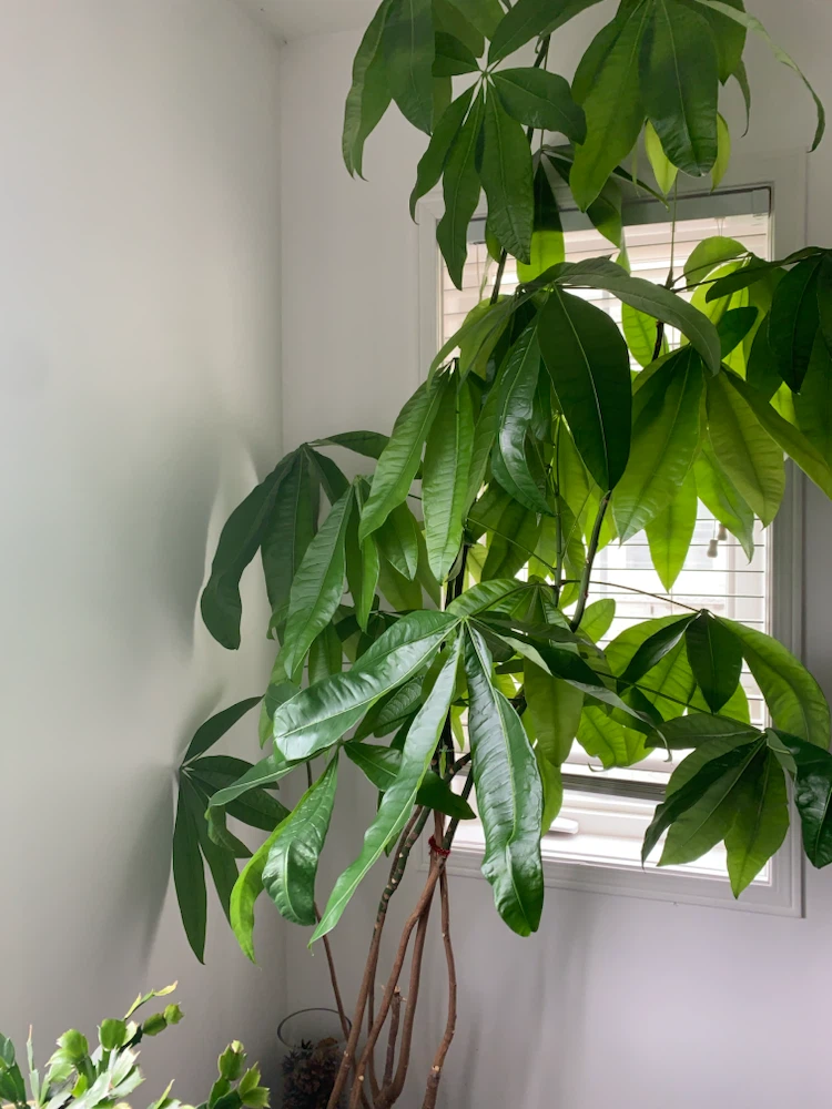 Money Tree Plant - photo 3