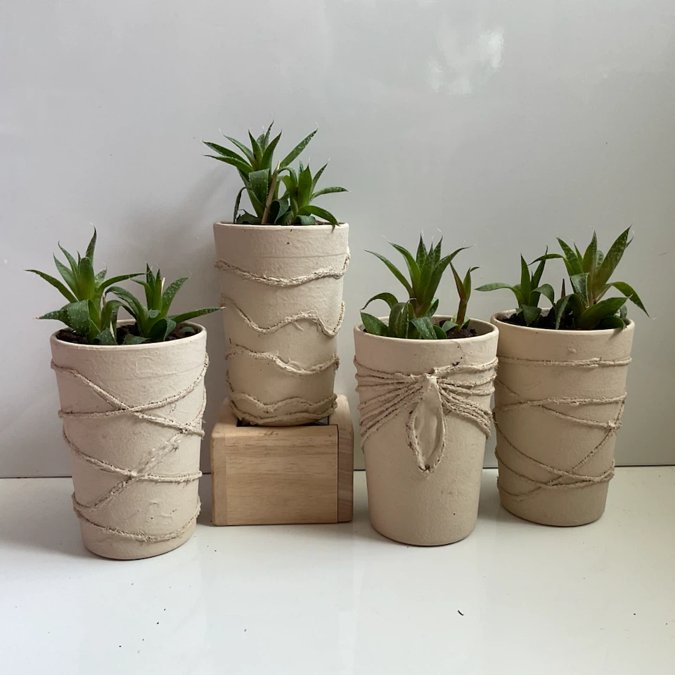Potted Lace Aloe Plants