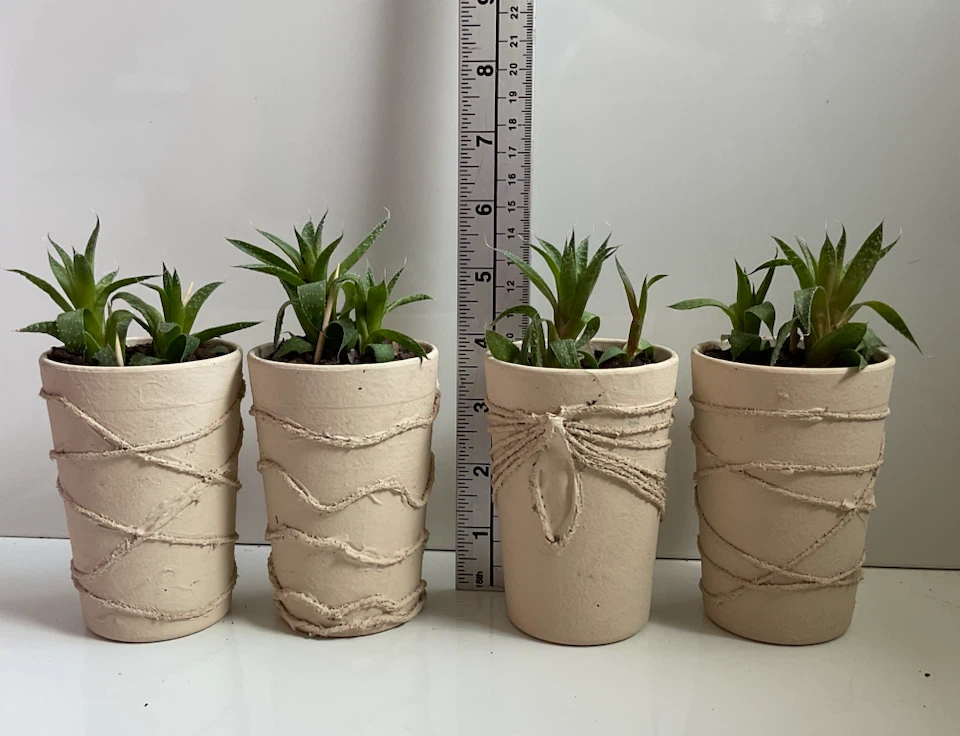 Potted Lace Aloe Plants - photo 2