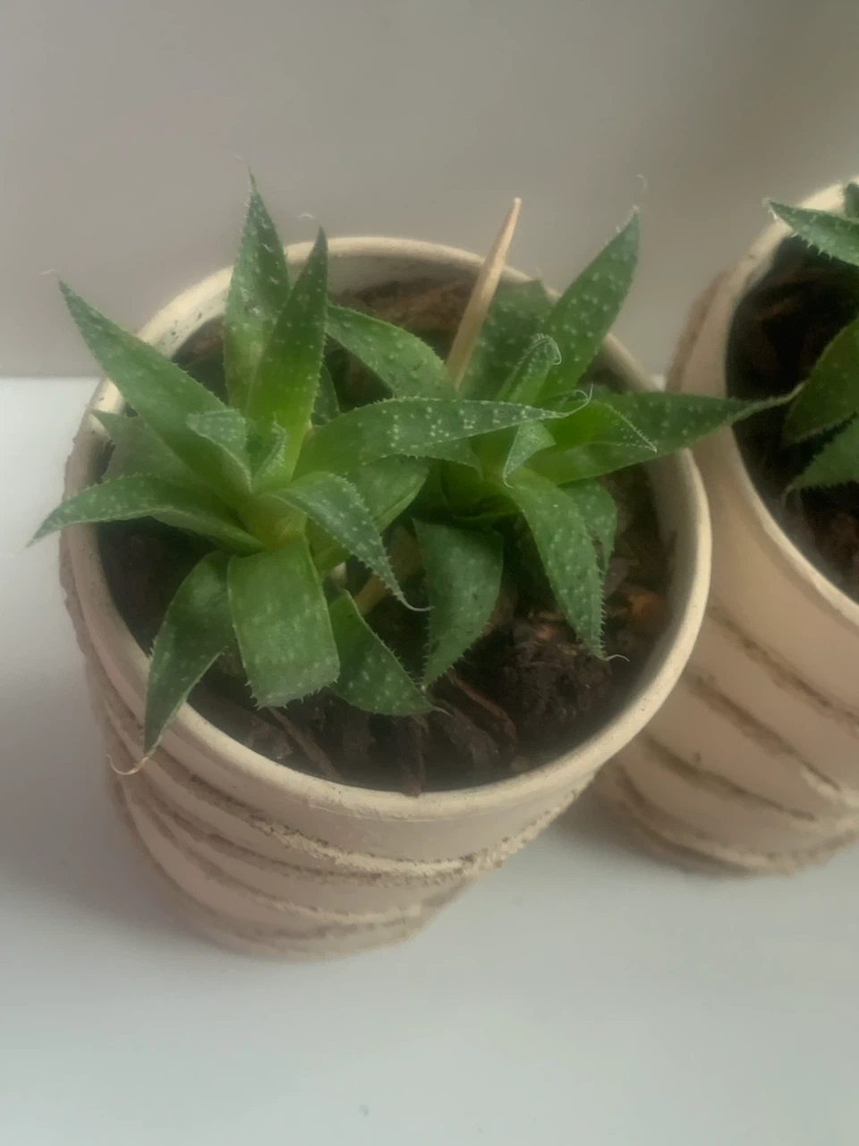 Potted Lace Aloe Plants - photo 3