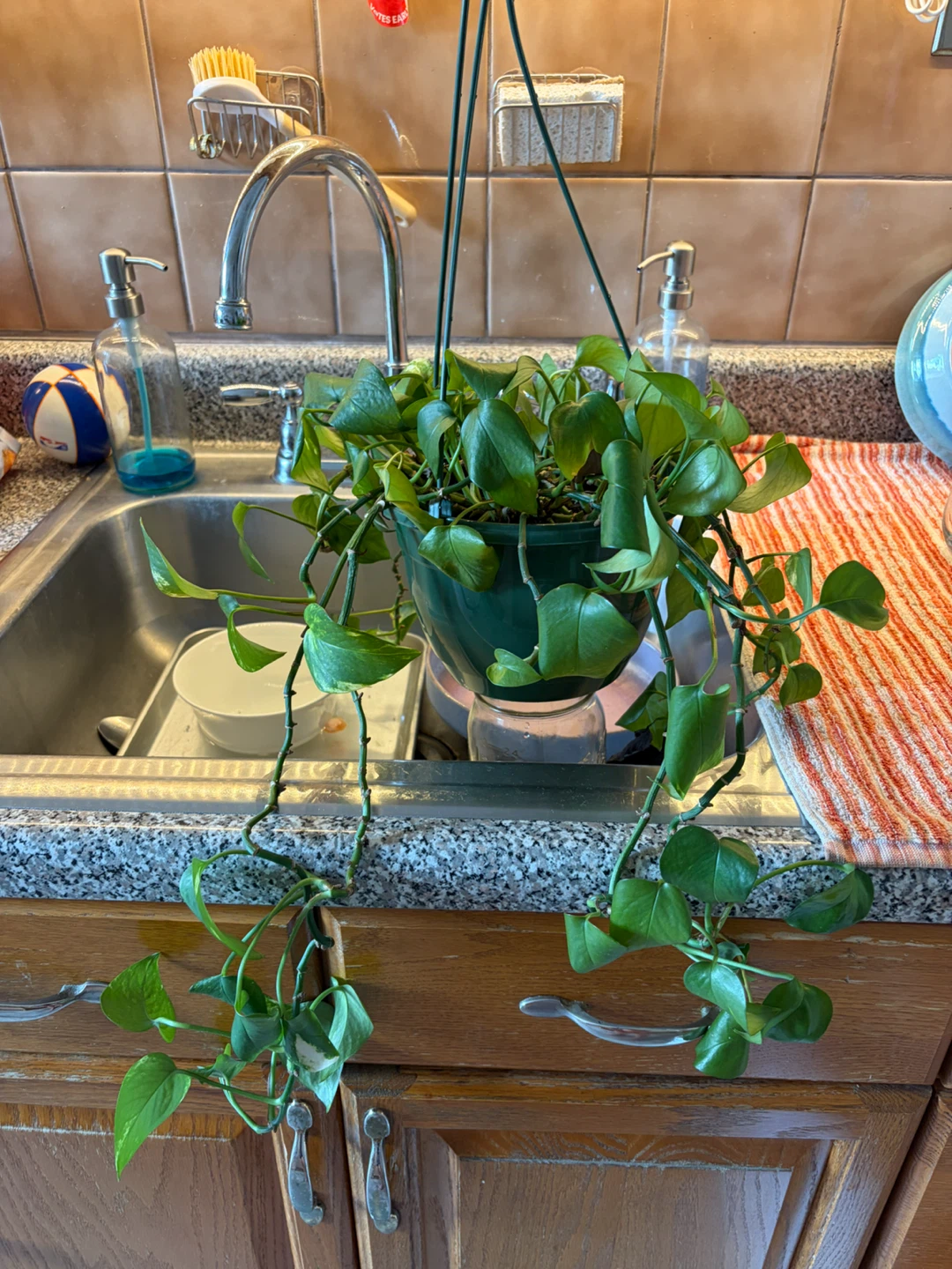 Pothos Hanging Plant