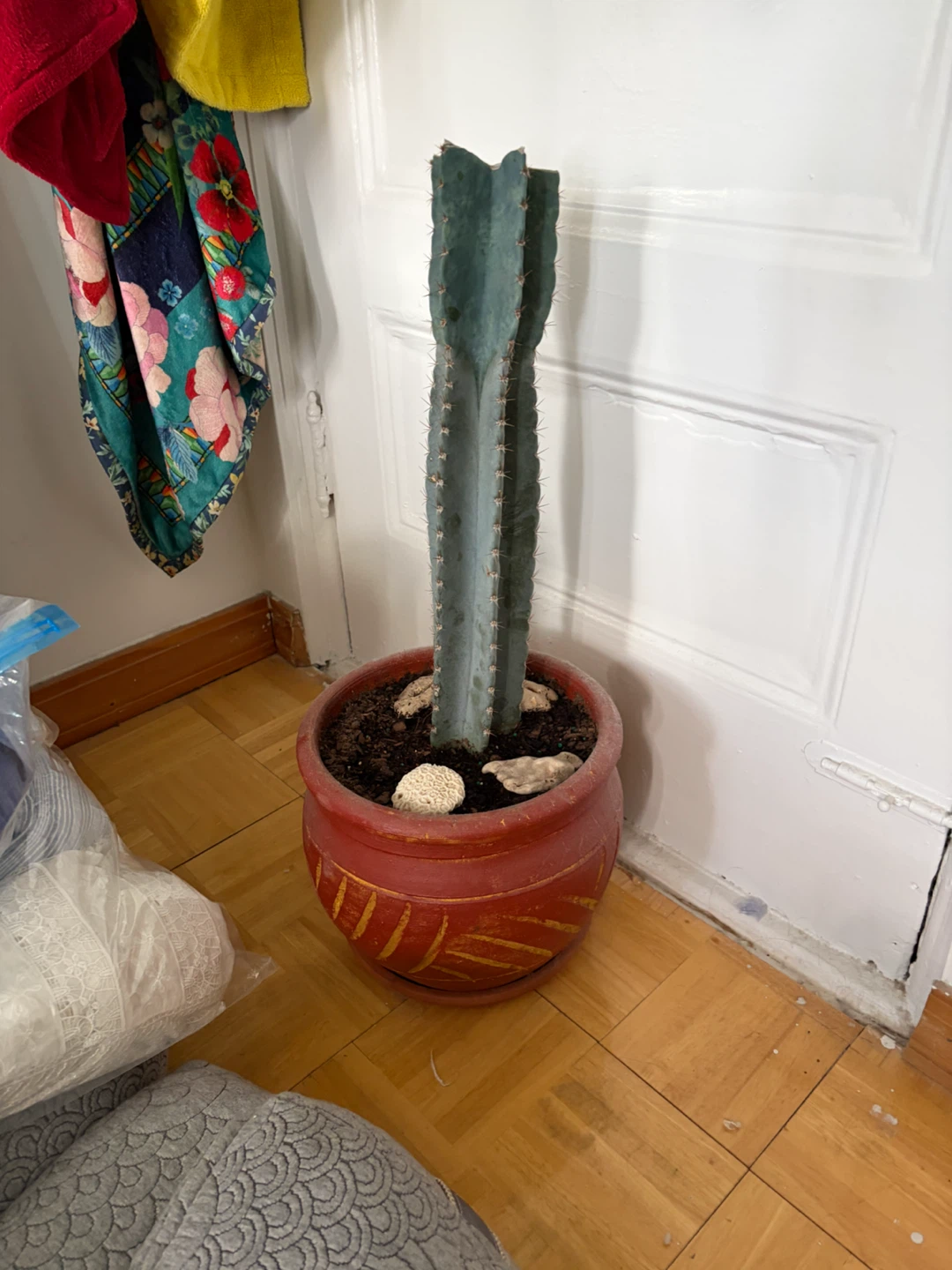 Tall Blue Torch Cactus in Red Planter