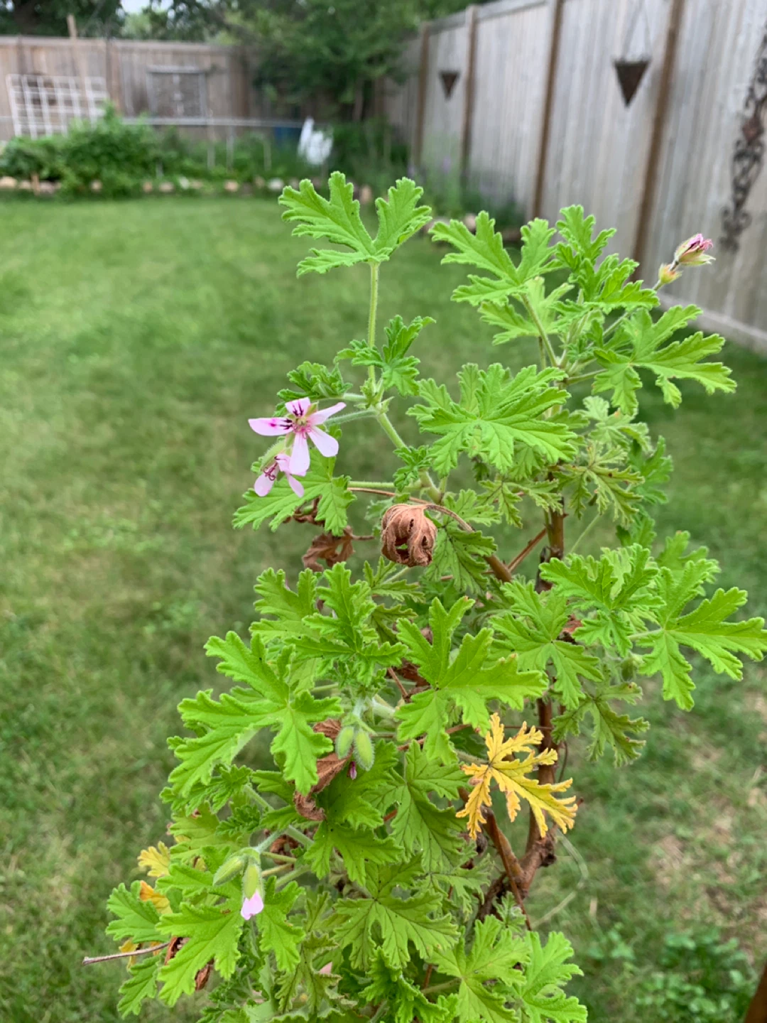 Lemon Scented Geranium. Citronella Plant. - photo 2